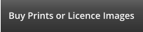Buy Prints or Licence Images