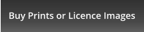 Buy Prints or Licence Images