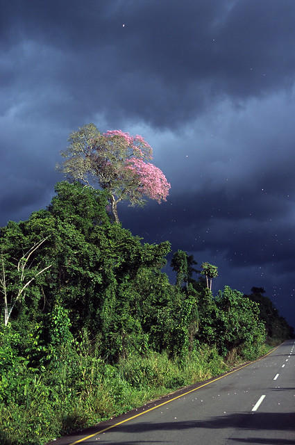 Apamate Tree and Storm Clouds, Venezuela.