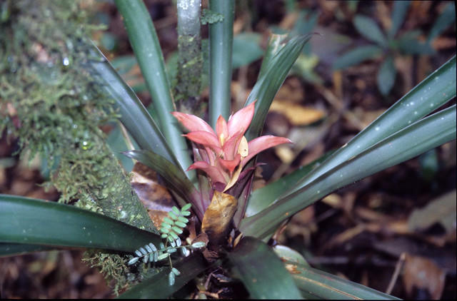 A flowering bromeliad in the rainforest, Venezuela.
