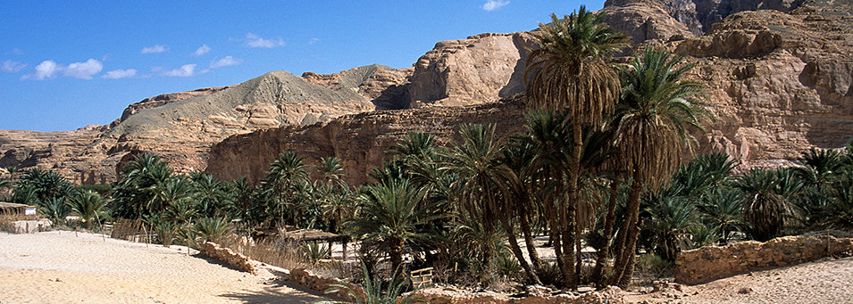 Ain Khodra Oasis, Sinai Desert, Egypt.