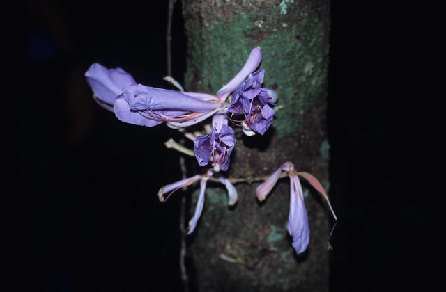 The blue flower we found in the rainforest.