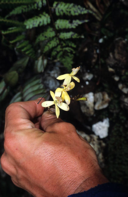 Yellow orchid flowers near base camp, Pico da Neblina, Brazil.