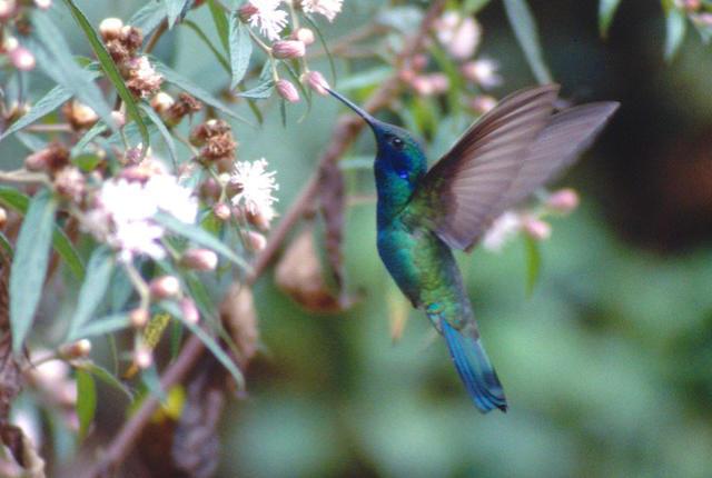 A hummingbird near base camp, Pico da Neblina, Brazil.