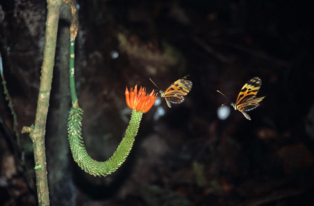 Heliconid butterflies, Brazil.